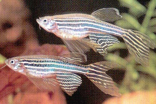 BRACHYDANIO RERIO